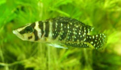 Altolamprologus calvus